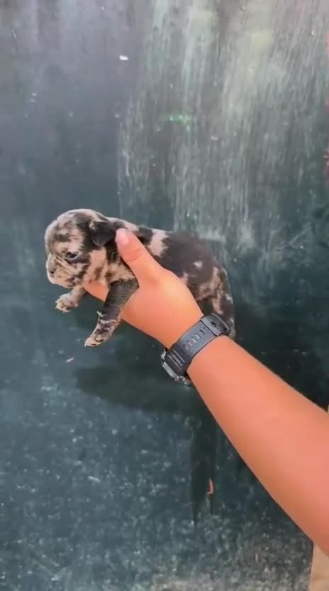 Bulldog Francés perros en venta: Bulldog Frances - Video 1