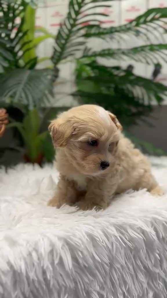 Maltipoo perros en venta: MALTIPOO 💙 - Video 1