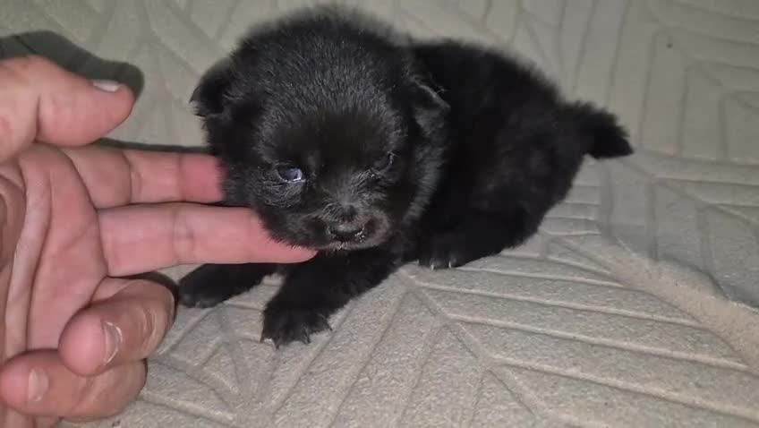 Pomerania perros en venta: Pomerania  - Video 1
