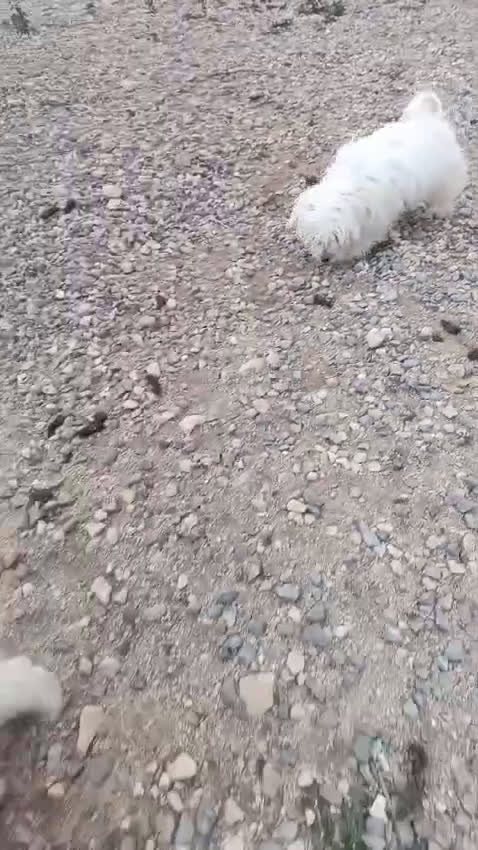 Bichón Maltés perros en venta: BICHON MALTES - Video 1