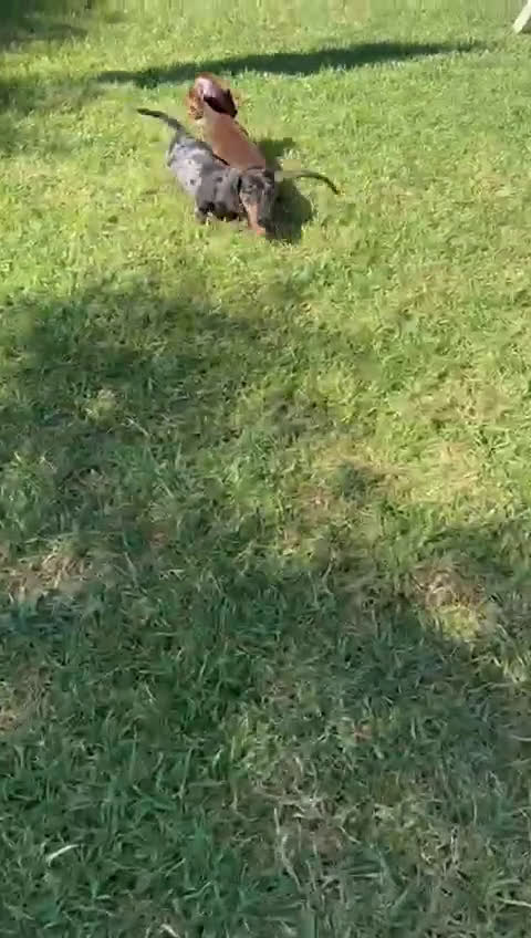 Teckel perros en venta: TECKEL MINIATURA HEMBRA - Video 2