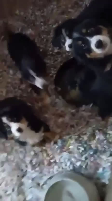 Boyero de Berna perros en venta: Cachorros de Boyero de Berna  - Video 1