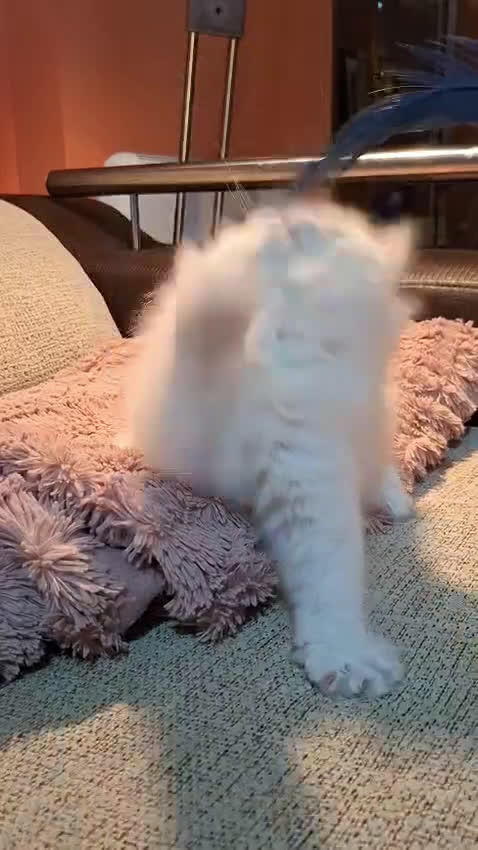 Persa gatos en venta: Precioso Gato Persa  - Video 1