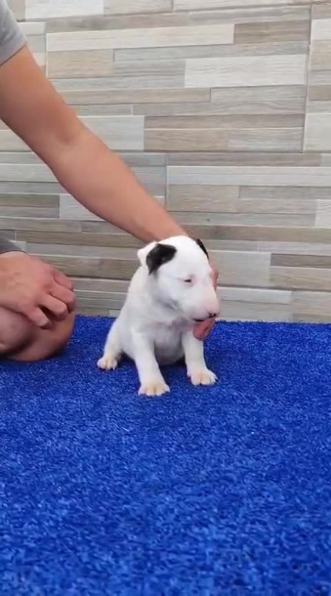 Bull Terrier Miniatura perros en venta: Cachorros bullterrier miniatura  - Video 1