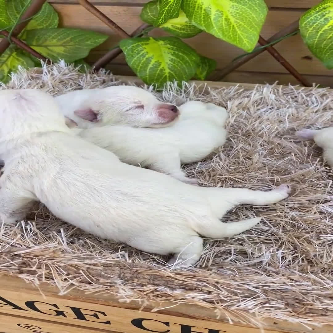 West Highland White Terrier perros en venta: Camada de Jijona - Video 1