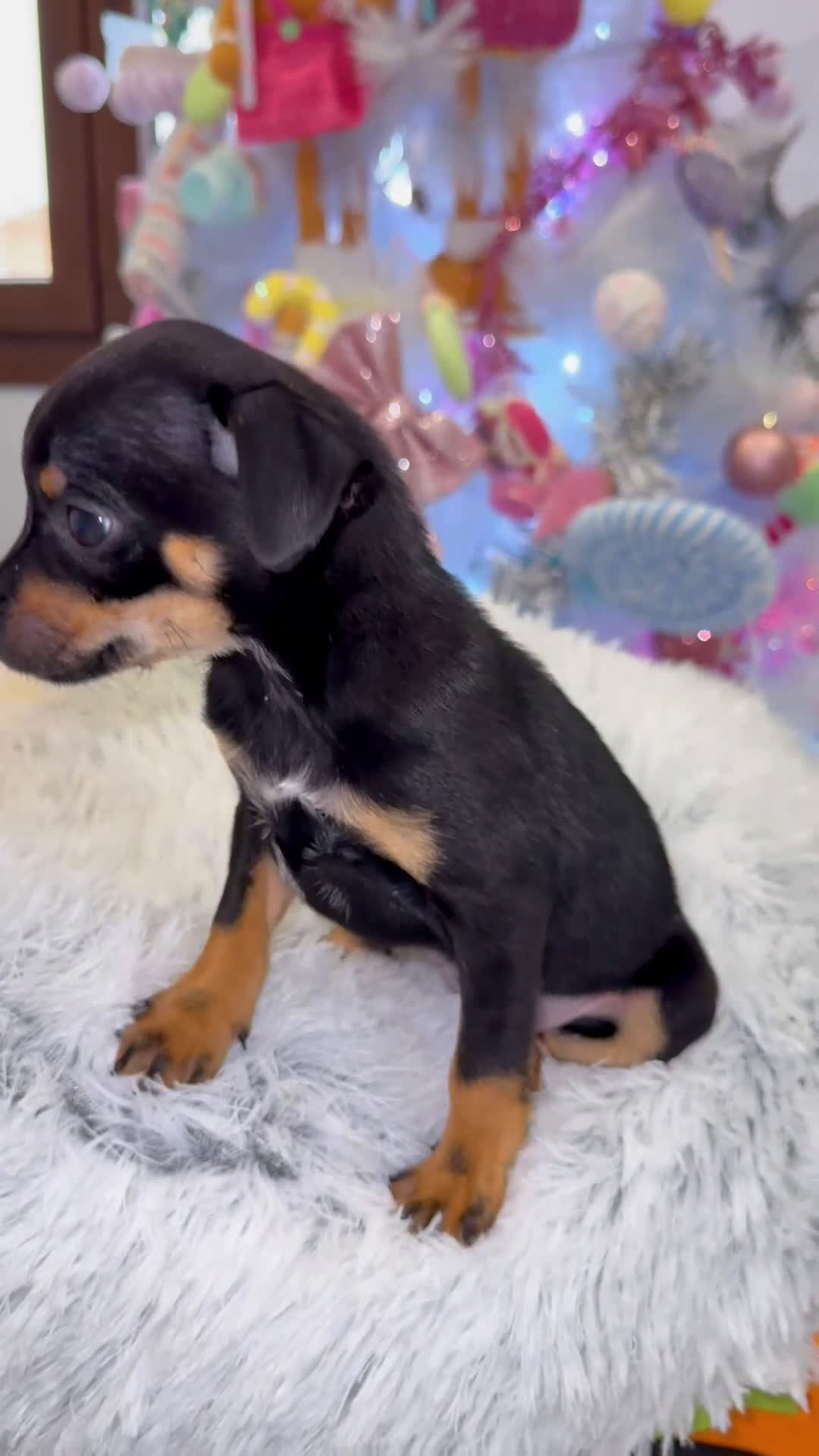 Pinscher Miniatura perros en venta: Hembra mini pincher negra y fuego  - Video 1