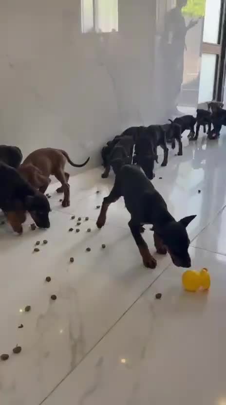 Dobermann perros en venta: Doberman o Dobermann - Video 4