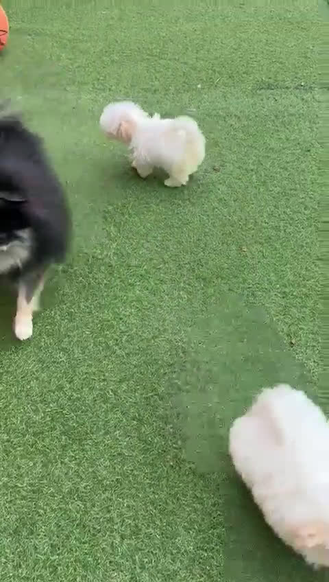 Bichón Maltés perros en venta: Bichón maltes coreano - Video 1