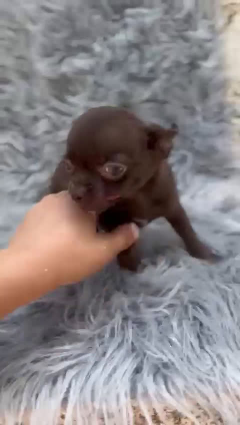 Chihuahua perros en venta: Chihuahua toy chocolate  - Video 1