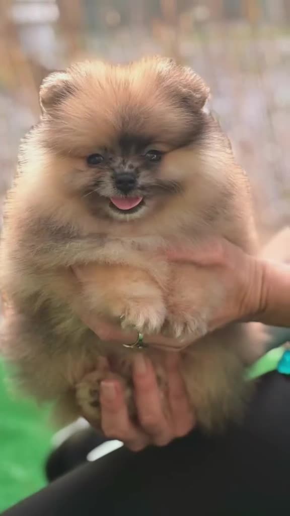 Pomerania perros en venta: POMERANIA - Video 2