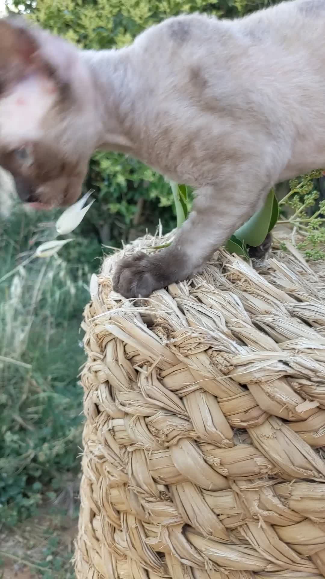 Devon Rex gatos en venta: Preciosos ejemplares de Devon Rex - Video 3