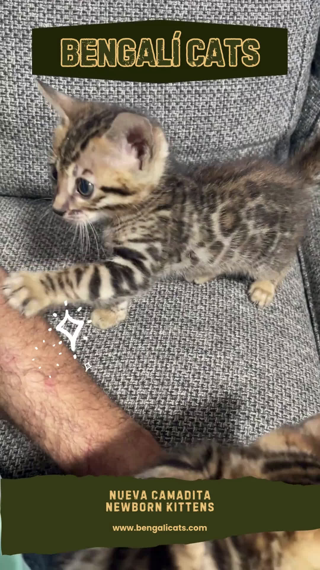 Bengalí gatos en venta: Hembritas de Gato Bengalí - Video 1