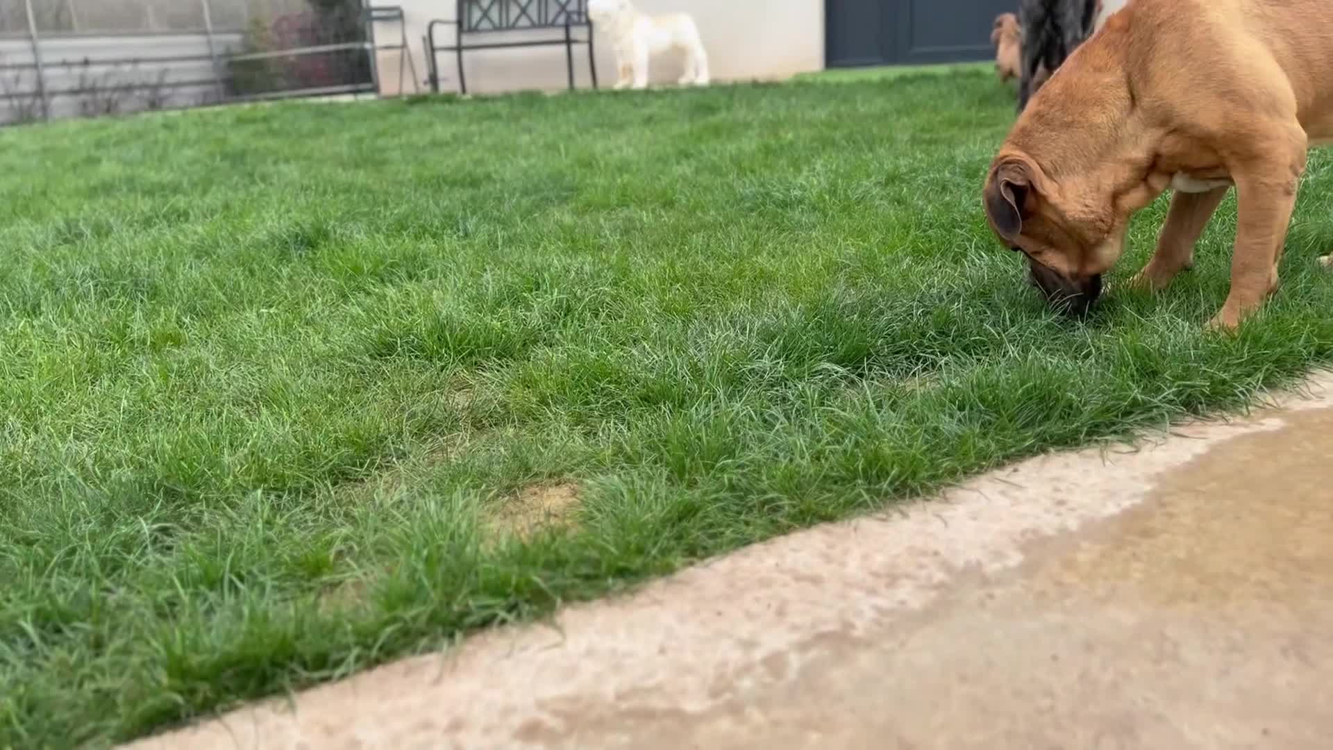 Cane Corso perros en venta: Cane corso mastín italiano  - Video 2