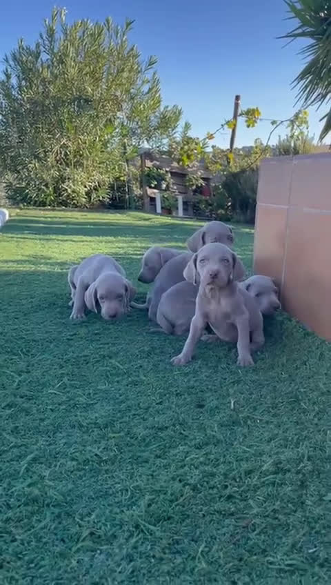 Braco Alemán de Pelo Corto perros en venta: Braco weymar  - Video 1