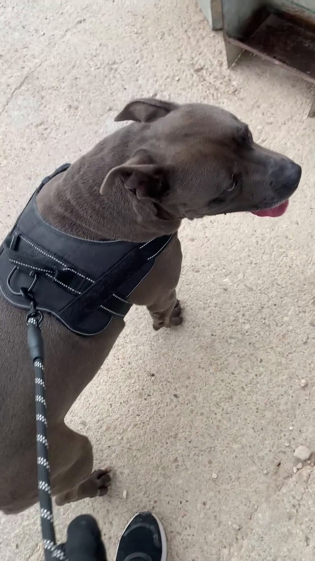 Staffordshire Bull Terrier perros en adopcion: MANÉ ❤️ en Adopción  - Video 1