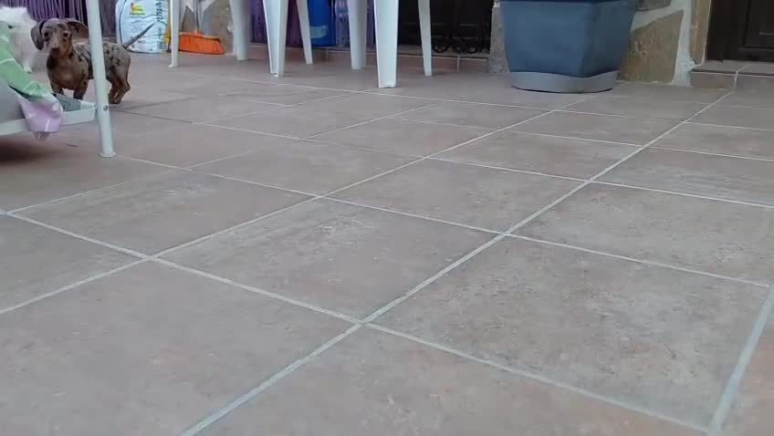 Teckel perros en venta: Teckel kaninchen  - Video 1
