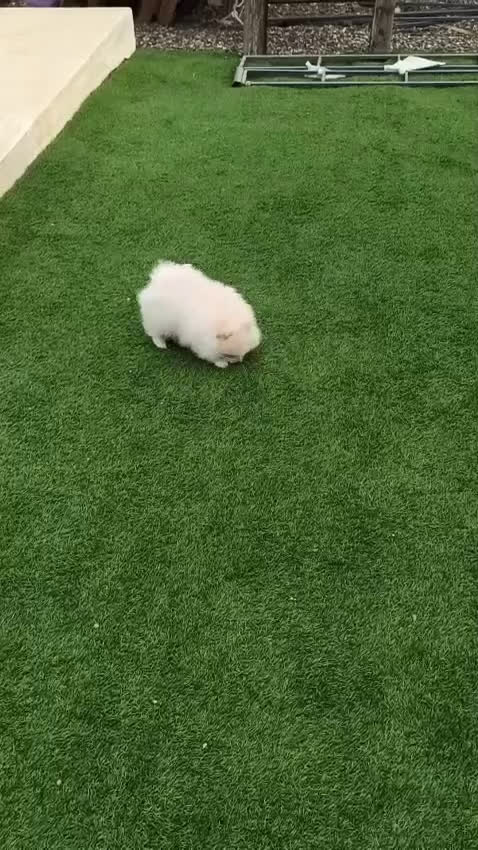 Pomerania perros en venta: Pomerania lulu Toy macho disponible  - Video 1