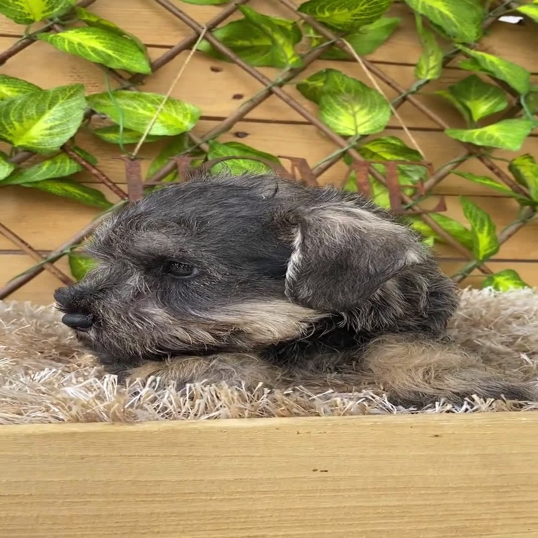 Schnauzer Miniatura perros en venta: Camada de Mila - Video 1