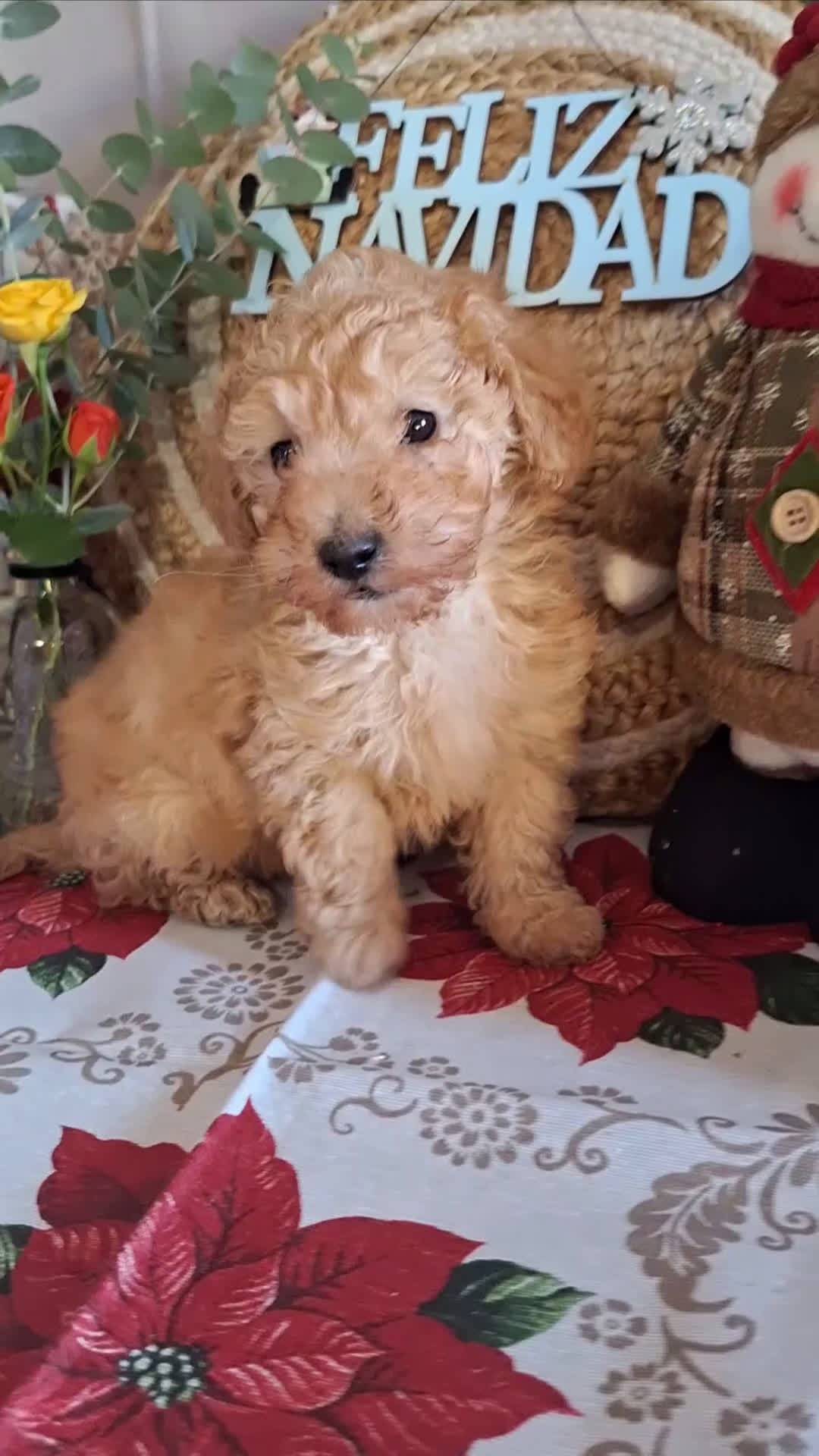 Caniche Toy perros en venta: CANICHE TOY - Video 2