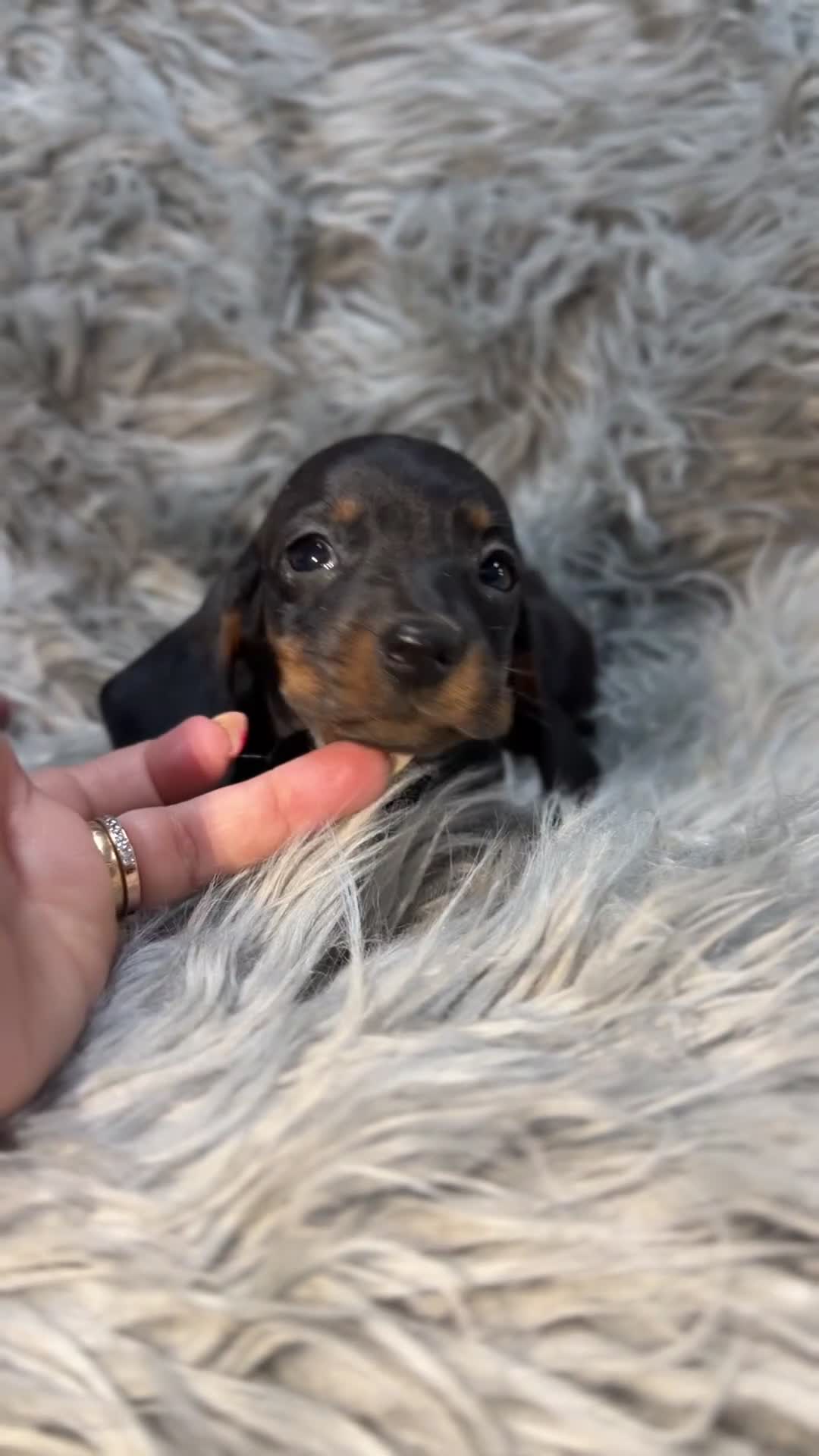 Teckel perros en venta: Teckel miniatura  - Video 1