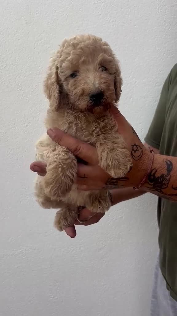 Caniche Gigante perros en venta: Caniche gigante  - Video 1