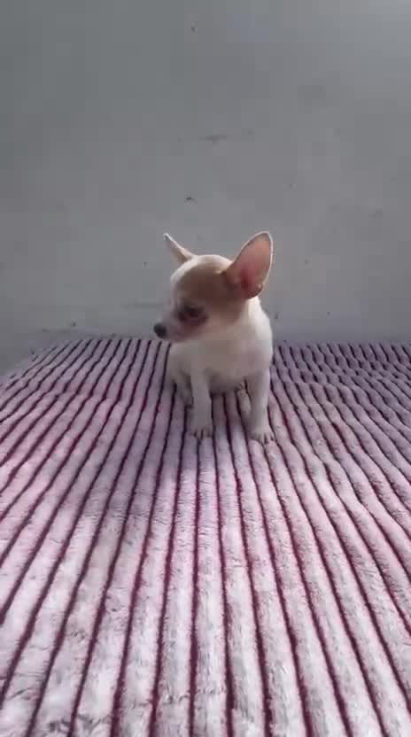 Chihuahua perros en venta: Chihuahua toy  - Video 1