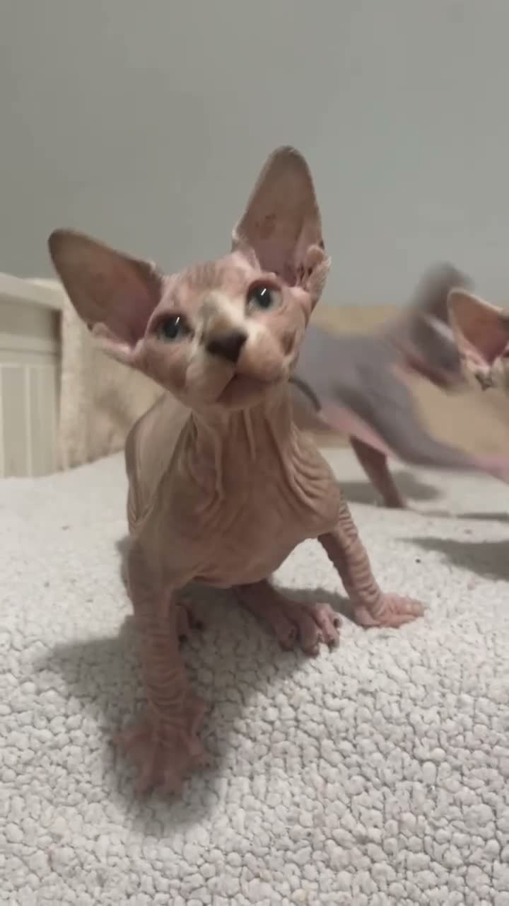 Sphynx gatos en venta: Sphynx - Video 1