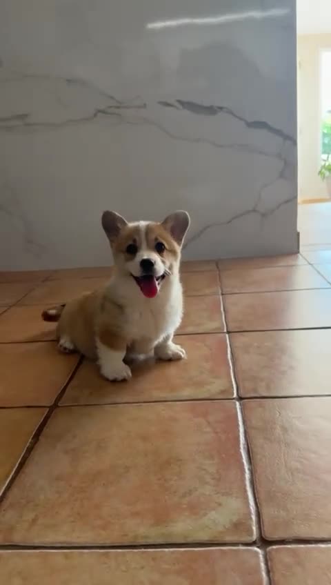 Welsh Corgi Pembroke perros en venta: cachorros Corgi familiar niños Valencia madrid - Video 1