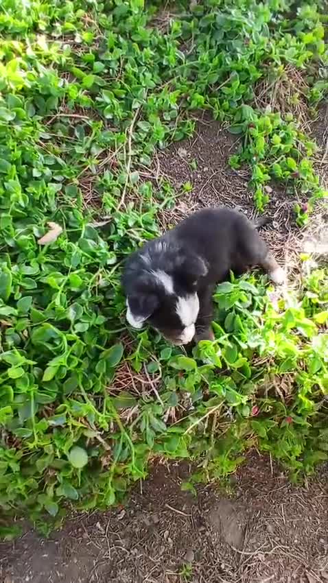 Pastor Miniatura Americano perros en venta: PASTOR AMERICANO MINIATURA  - Video 1