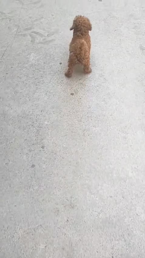 Caniche Enano perros en venta: CANICHE ASIÁTICO  - Video 1