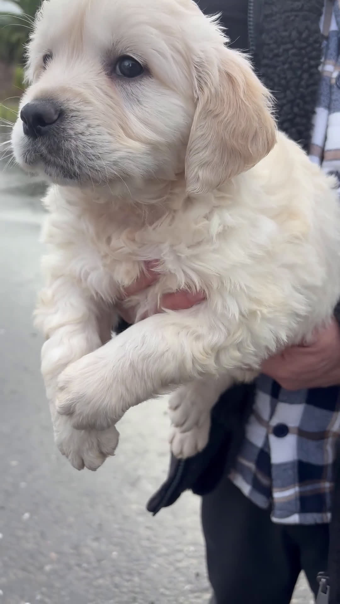 Golden Retriever perros en venta: Golden Retriever un lujo de cachorro - Video 1