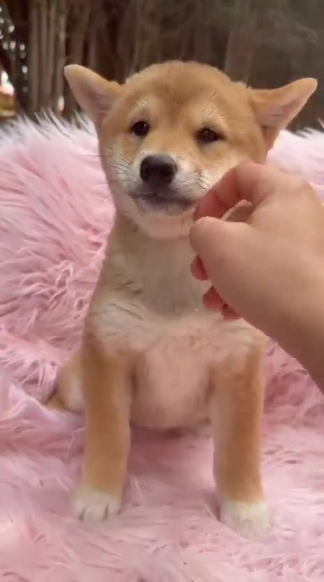 Shiba Inu perros en venta: Shiba Inu rojo y tricolor  - Video 2