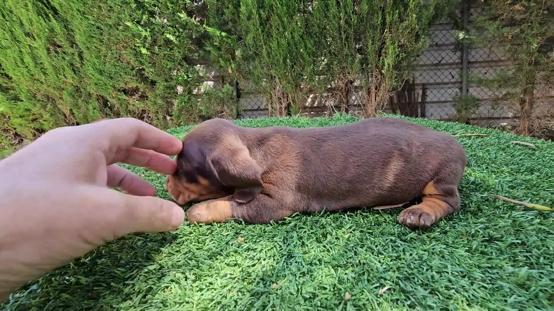 Teckel perros en venta: Teckel  kanichem...OFERTA  - Video 1