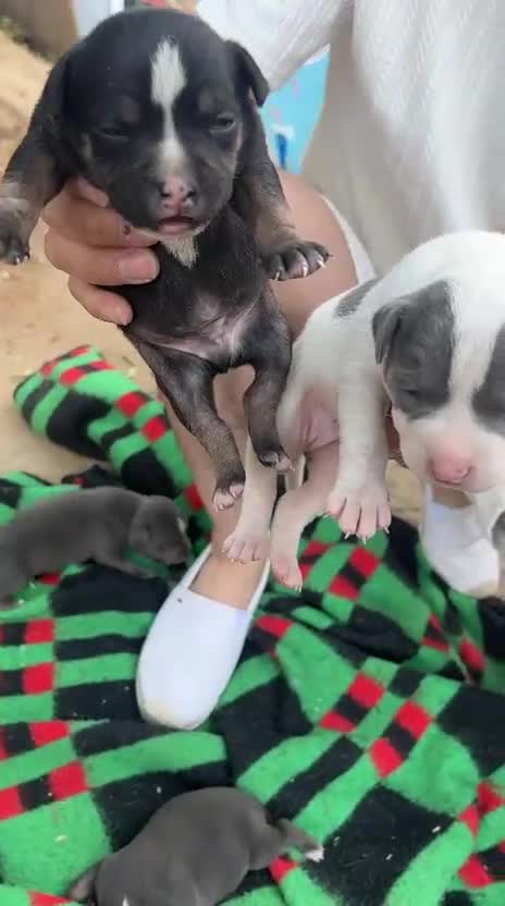 American Pit Bull Terrier perros en venta: American pitbull terrier  - Video 1