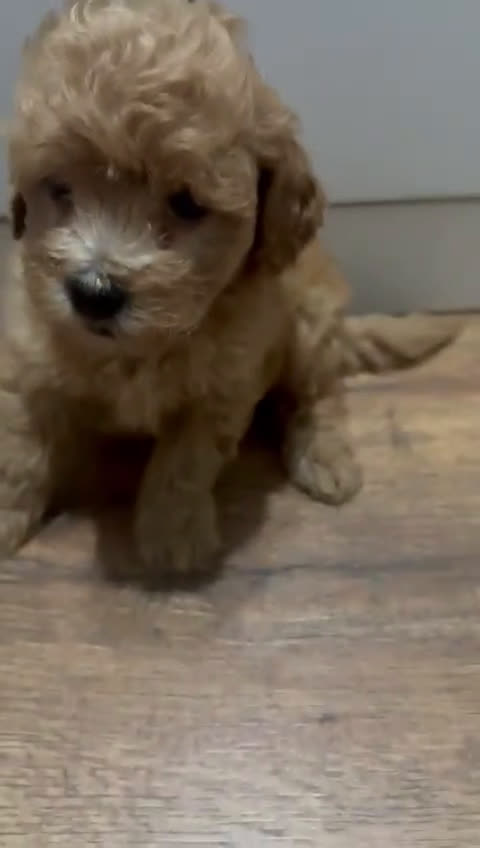 Maltipoo perros en venta: camada de maltipoo - Video 1
