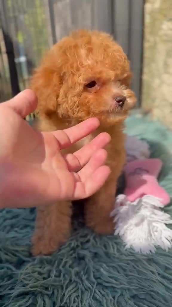 Caniche Toy perros en venta: Caniche Toy garantizado  - Video 2