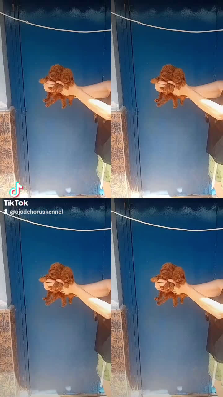 Caniche Toy perros en venta: Caniche rojo toy 🩷 asiático  - Video 1
