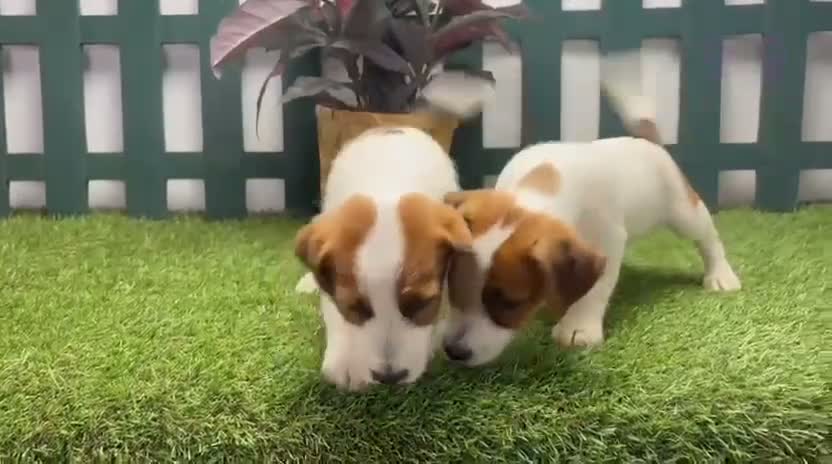 Jack Russell Terrier perros en venta: Jack Russell Terrier - Video 1