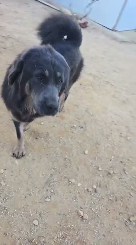 Dogo del Tíbet perros en venta: Camada Dogo del Tíbet, Blue - Machos y Hembras - Video 3
