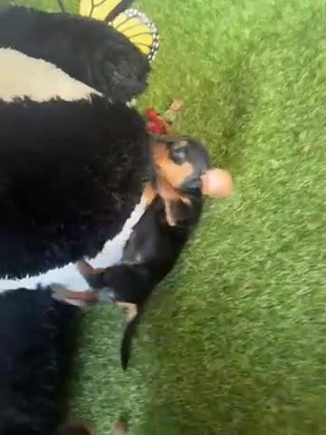 Teckel Miniatura perros en venta: Venta Teckel  - Video 2