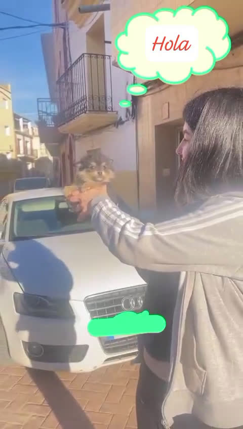 Pomerania perros en venta: Pomerania toy - Video 2