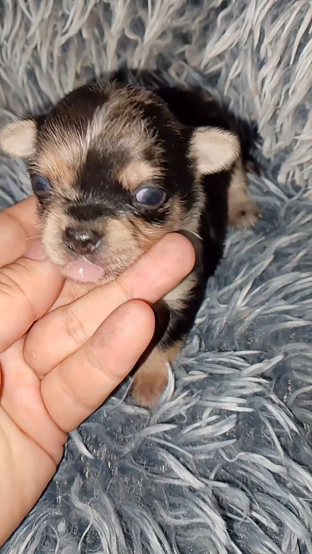 Chihuahua perros en venta: Chihuahua Merle macho  - Video 2
