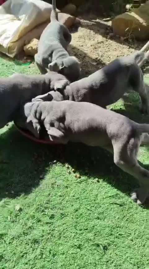 Cane Corso perros en venta: CANE CORSO BLUE en Murcia - Video 2