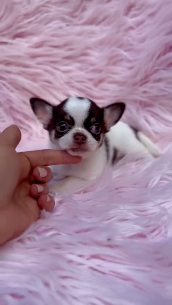 Chihuahua perros en venta: Hembra chihuahua 🐾 - Video 1