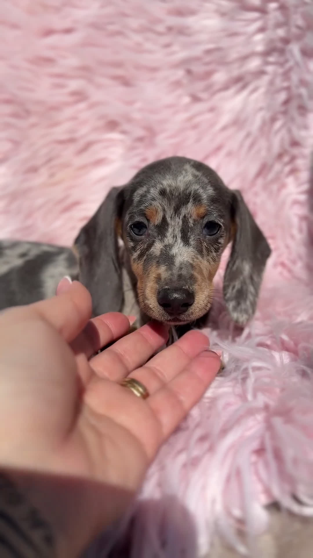 Teckel Miniatura perros en venta: Teckel Arlequin lilac hembra  - Video 1