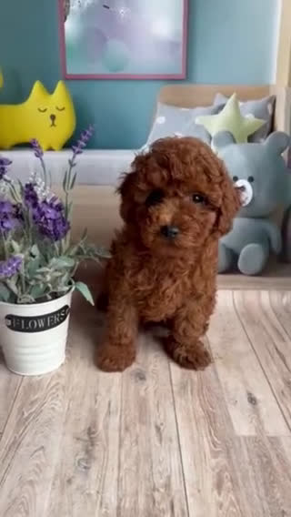 Caniche Toy perros en venta: caniche asiáticos toy - Video 1