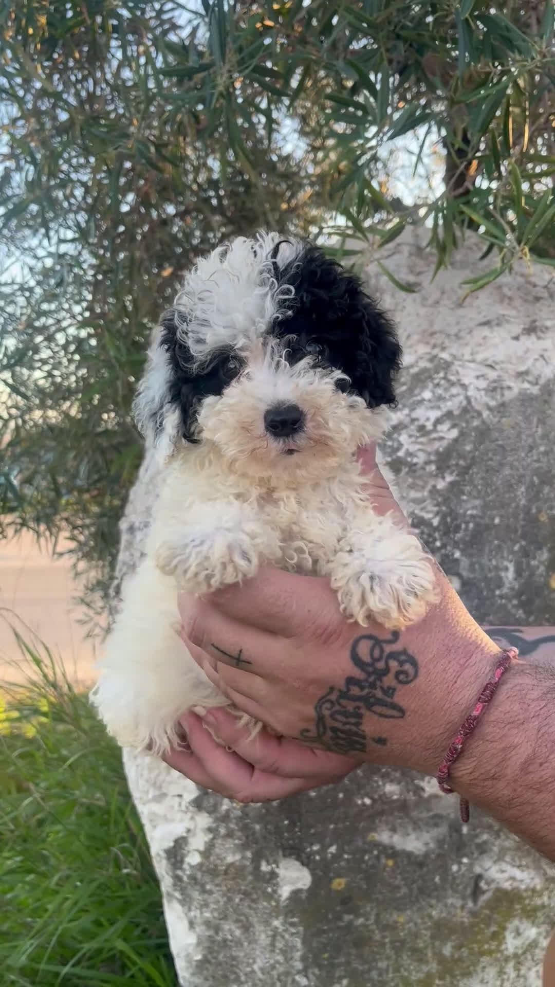 Caniche Enano perros en venta: Caniche enano - Video 1