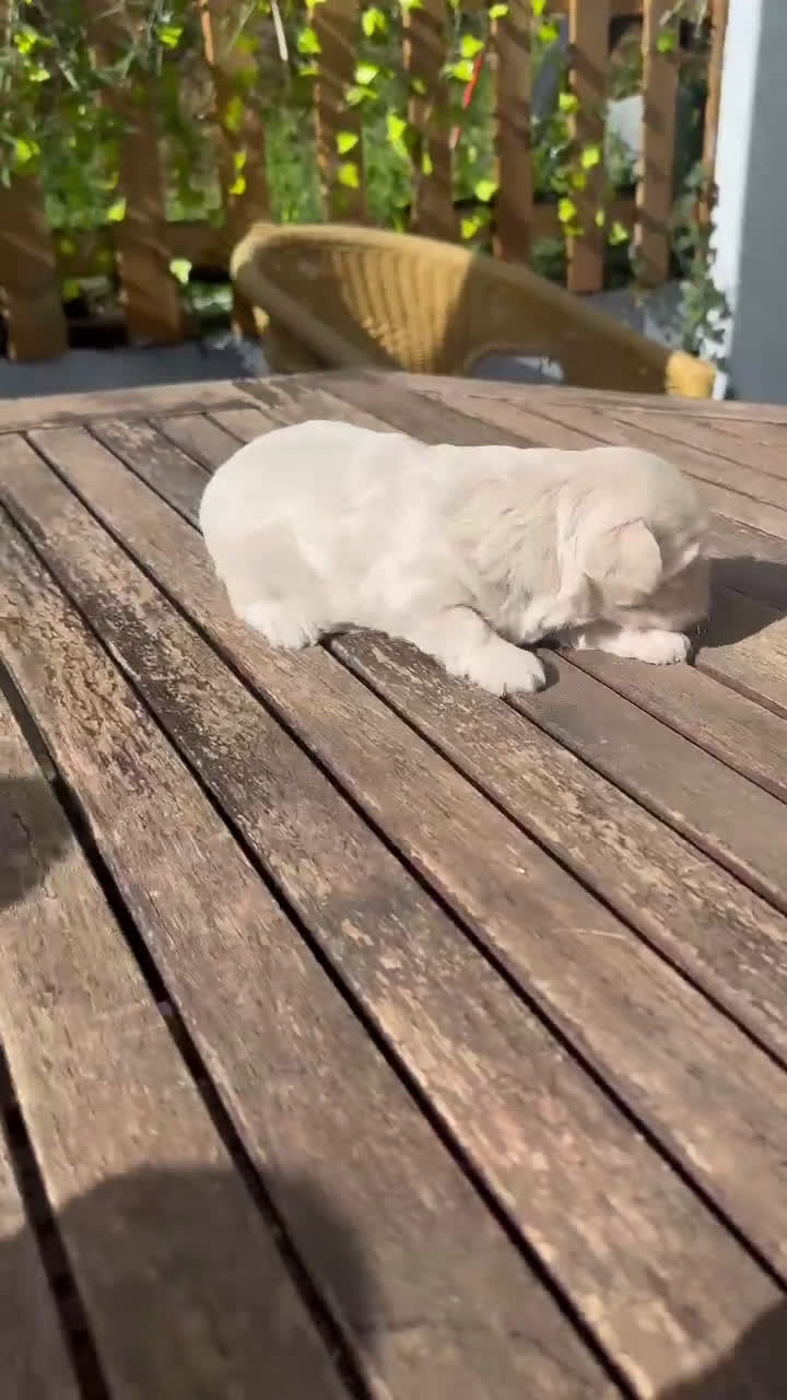 Maltipoo perros en venta: Maltipoo Toy hembra crema preciosa  - Video 1