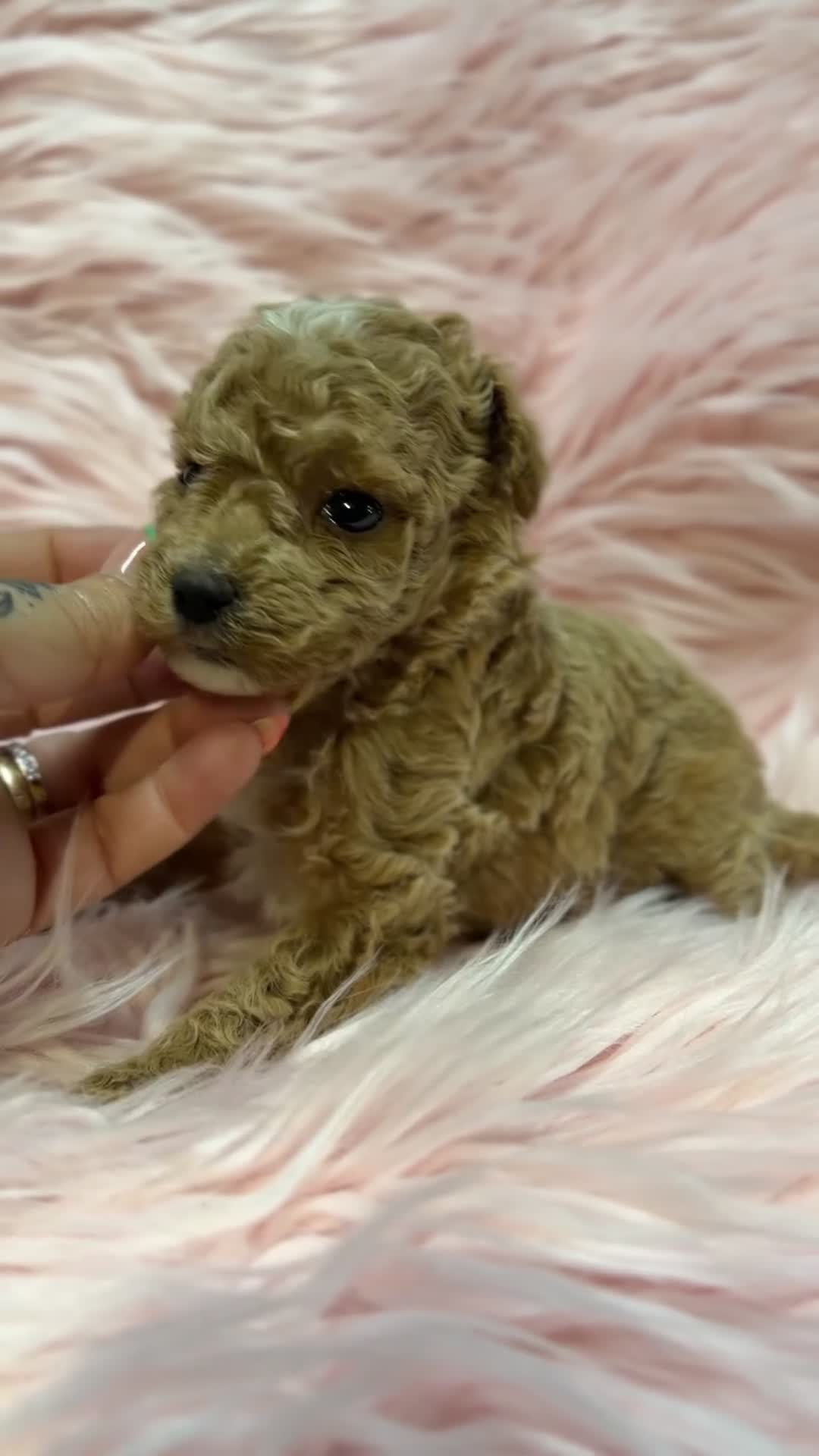 Maltipoo perros en venta: Maltipoo Minitoy  - Video 4