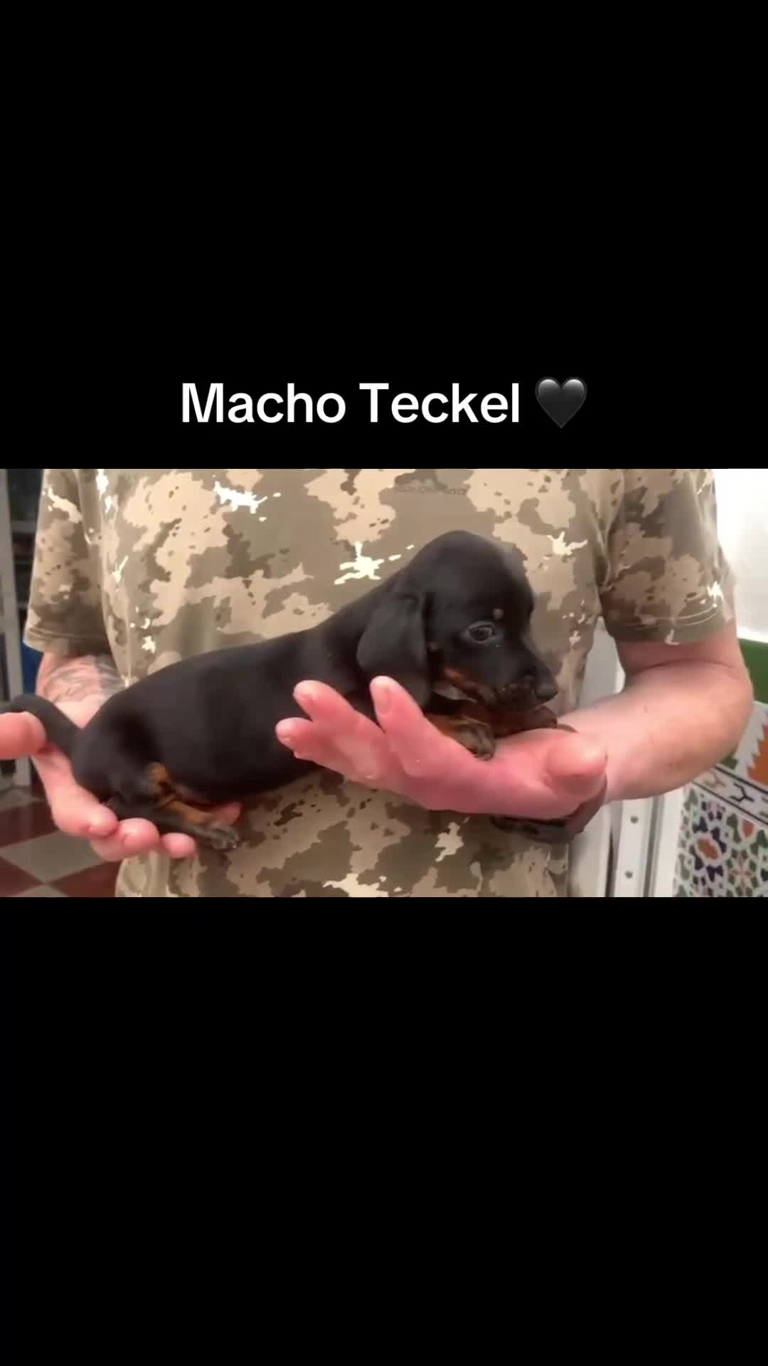 Teckel perros en venta: Teckel macho - Video 1